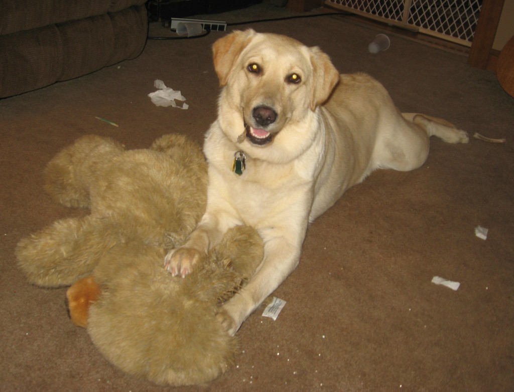 Picture of yellow lab Golden Retriever-mix dog with stuffed animal.